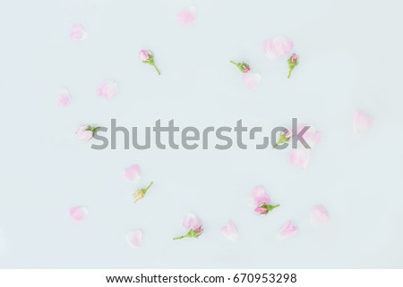 Tiny buds and petals of pink english roses on the white studio background. 