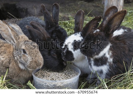 Rabbits on the farm eat food