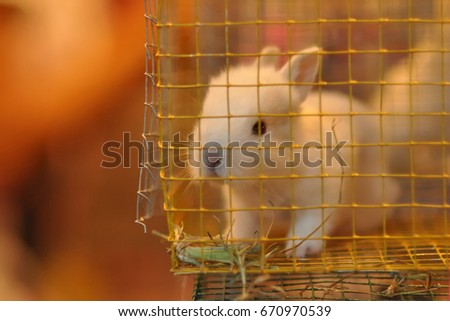 little rabbit in the cage