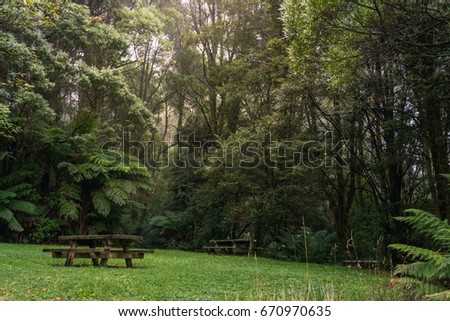mystical picnic spot within forest clearing surrounded by lush rainforest with picninc tables and fog in the background