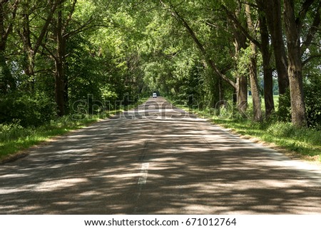 Beautiful asphalt road through tunnel from bent trees.  small road in tunnel from green trees. Mystical picture of landscape of road leaving  from green trees
