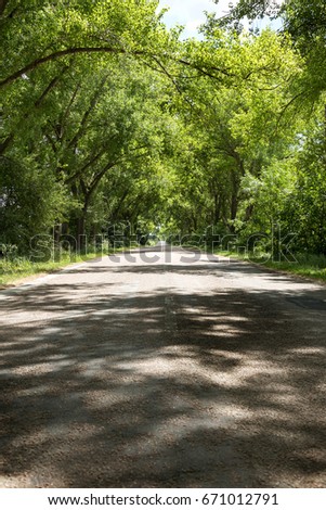 Beautiful asphalt road through tunnel from bent trees.  small road in tunnel from green trees. Mystical picture of landscape of road leaving  from green trees