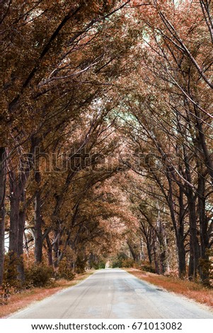 Beautiful asphalt road through tunnel from bent trees.  small road in tunnel from green trees. Mystical picture of landscape of road leaving  from green trees 