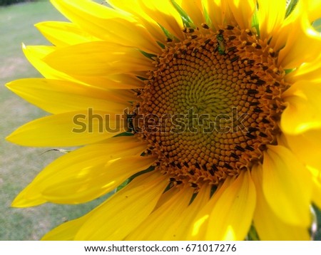 An enchanting pic of a vibrant and strong sunflower which is recognized world wide for it's beauty. nature wallpapers, beautiful images, beautiful pictures, beautiful wallpapers, flower wallpaers,