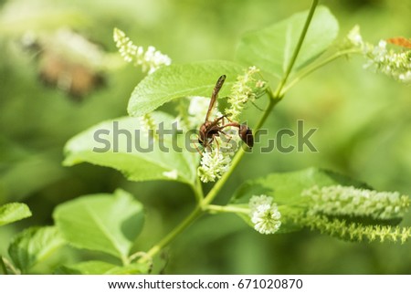 Insect on green grass field with flowers, Background nature