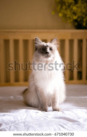 ragdoll on the bed
