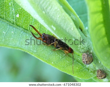 Earwig and a pair of larval plant hoppers hiding inside a milkweed plant.