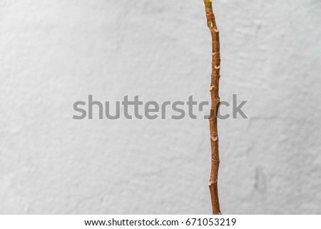 A tree branch on wallpaper  background