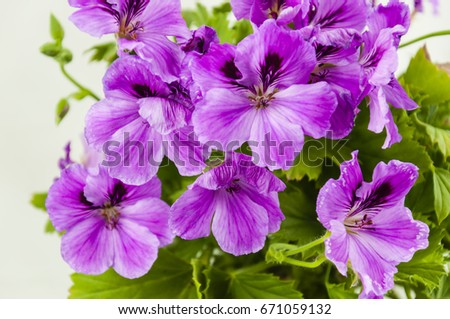 
A lushly flowering geranium flower of pink color, in a pot, on a light background