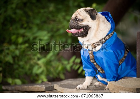 Little dog in clothes for a walk.Copy space. Royalty-Free Stock Photo #671065867