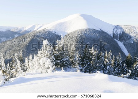 Snow covered fir trees on the background of mountain peaks. Panoramic view of the picturesque snowy winter landscape. Magnificent and silent sunny day.