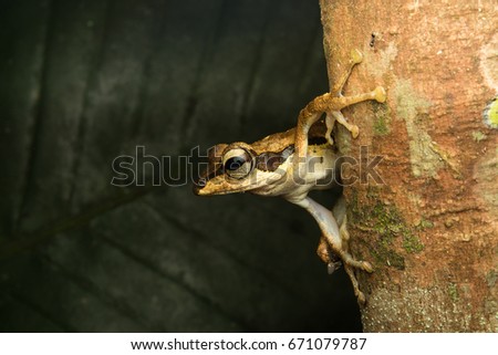 Dark-eared tree frog