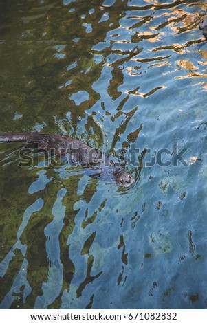 Otter Swimming in Green Water