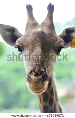 Giraffe in the zoo open