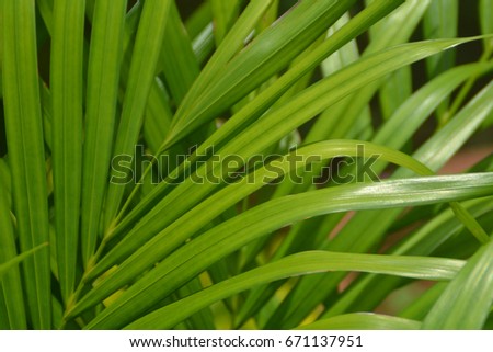 Close up shot of leaves