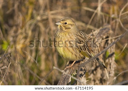 Yellowhammer resting on a branch / Emberiza citrinella