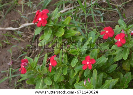 Close-up shot of blooming Red flowers