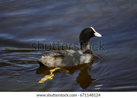  photo of  coot in the lake, Poland, Europe