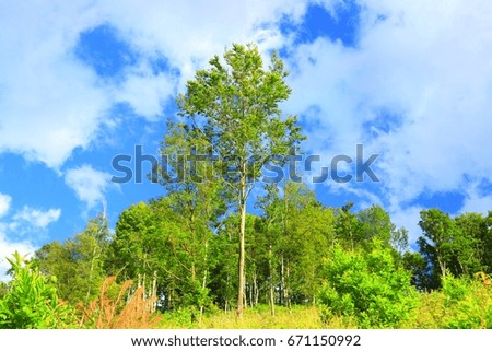 Forest landscape, blue sky with some clouds