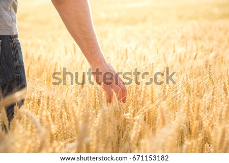 A man at the field of wheat touched by the hand of spikes in the sunset light.