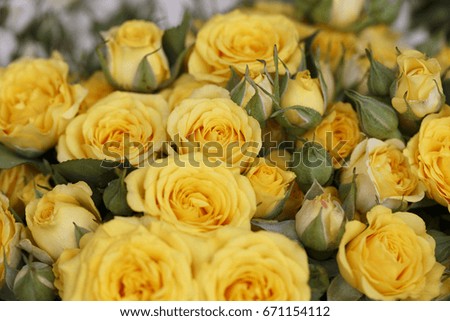 Yellow rose in spring, Colorful photo of yellow roses with green background, Selective focus with very shallow depth of field