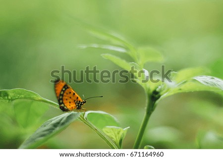 Butterfly with green tree -vintage style picture and vintage color