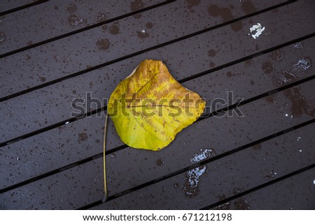 dry leave on wood plank ground with a little rain drop 