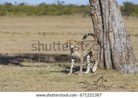 Male cheetah scent marking on a tree