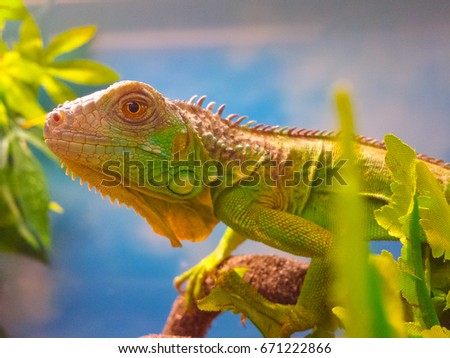 Green iguana on a branch