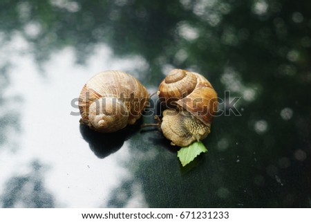 Grape snail for a walk on the hood of the car.