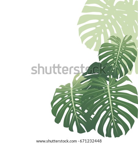 Monstera leaves. Tropical background. Vector Illustration