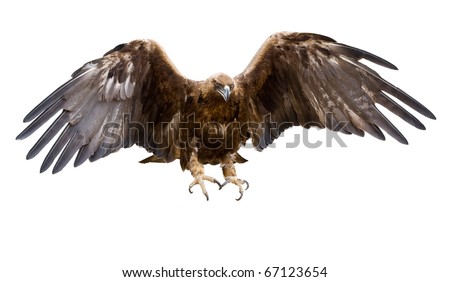 a golden eagle with spread wings, isolated