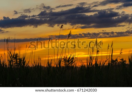Yellow sunset in the reeds
