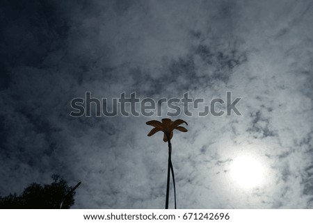 Silhouette, Rain Lily flower blossom in the morning, Rain Lily is a flower that usually bloom after rain,  dark sky and sunrise is backdrop, ant's eye view.