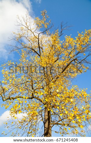 Scenic picture of a tree with yellow leaves on a sunny day springtime outdoor