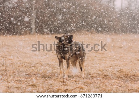 Epic picture of a stray dog howling in the snow. 