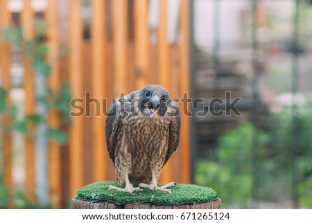 Peregrine falcon in the aviary.