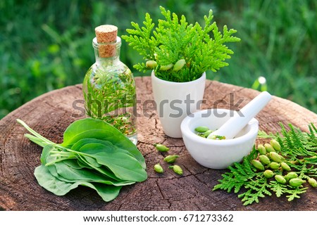 Bottle of Thuja infusion or oil, mortar and plantain leaves. Herbal medicine. Royalty-Free Stock Photo #671273362