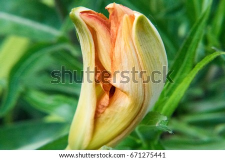 Tiger Lilly image 