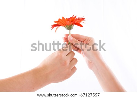 Flower and humman hand isolated white