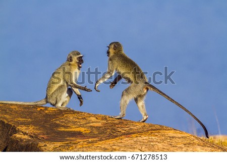 Vervet monkey in Kruger national park, South Africa ; Specie Chlorocebus pygerythrus family of Cercopithecidae