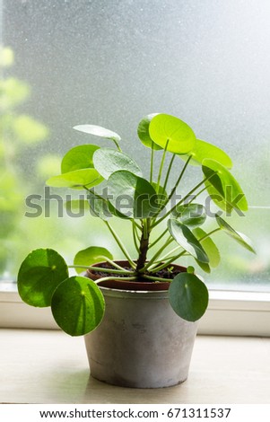 Pilea peperomioides, money plant. Home interior. Windowsill.