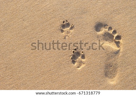 Photo of human footprint beside dog footprint on the tropical beach