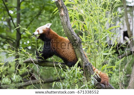 Red panda eating bamboo leaves.