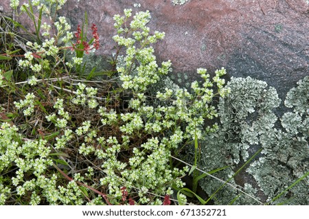 Background of Green Grass and Green Moss on Stone