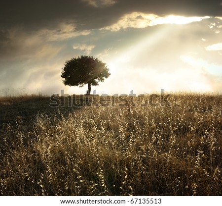 a ray of light breaks through the dramatic sky at sunset and hit an oak tree solitary Royalty-Free Stock Photo #67135513