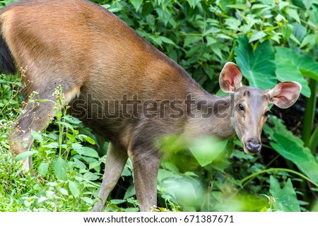 Cervidae in the forest tropics