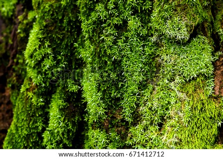 green moss on the tree. mossy bark background.