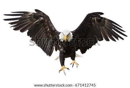 Flying North American Bald Eagle with American flag. Royalty-Free Stock Photo #671412745