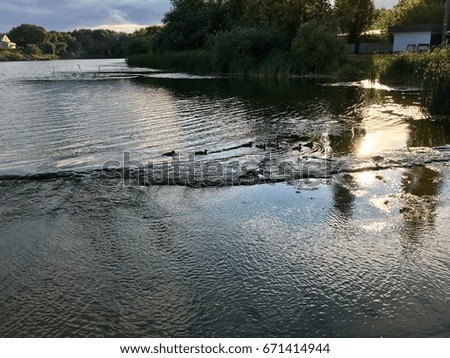 Ducks sailing along the river. Evening, summer.
